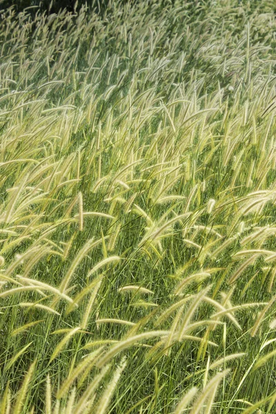 Pradera con viento — Foto de Stock