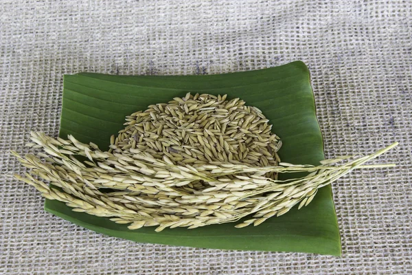 Thailand rice — Stock Photo, Image