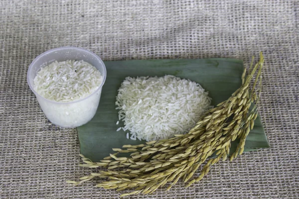 Thailand rice — Stock Photo, Image