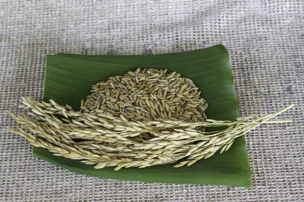Thailand rijst — Stockfoto