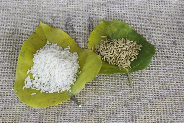 Thailand rice — Stock Photo, Image