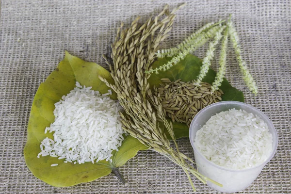 Nasi Thailand — Stok Foto