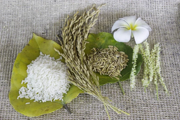 Thailand rice — Stock Photo, Image