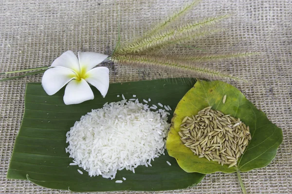 Thailand rice — Stock Photo, Image