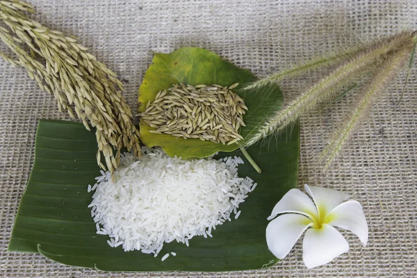 Thailand rice — Stock Photo, Image