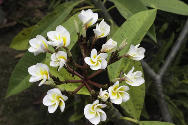 Plumeria květ — Stock fotografie