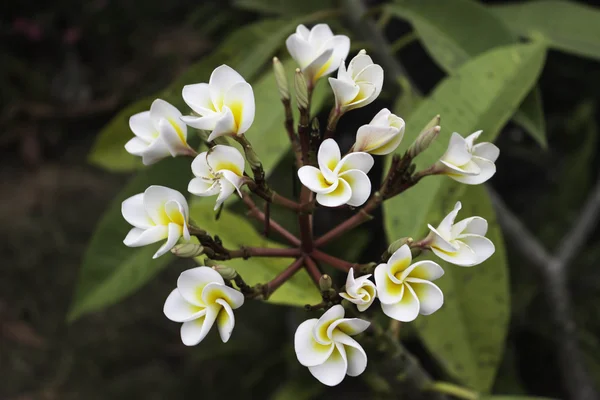 Plumeria 꽃 — 스톡 사진