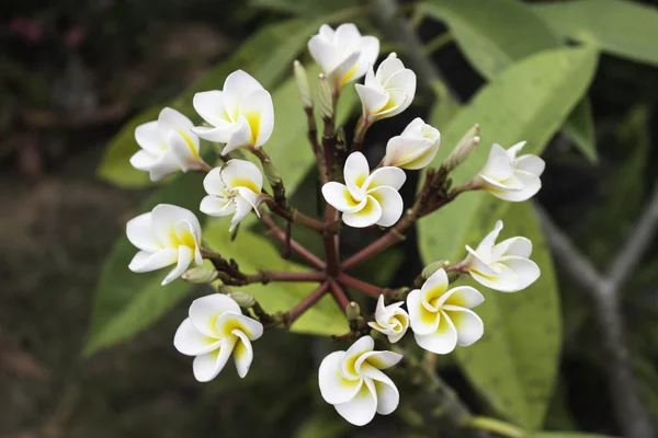 Flor de Plumeria — Foto de Stock