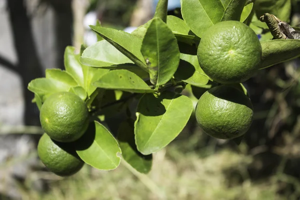 Lemon Fruit — Stock Photo, Image