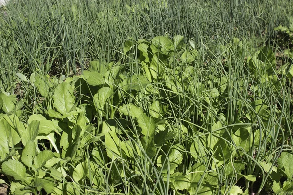 Cebola e legumes — Fotografia de Stock