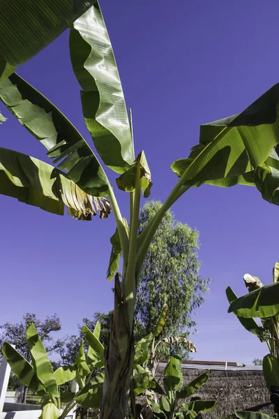 Bananas — Fotografia de Stock