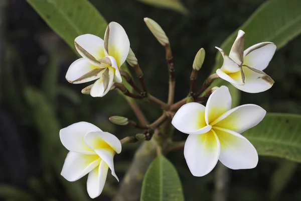 Witte bloemen — Stockfoto