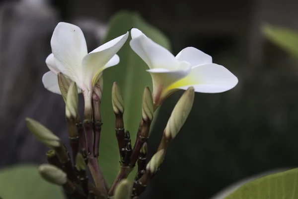 Flores blancas — Foto de Stock