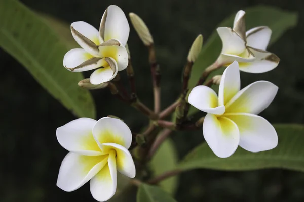 Witte bloemen — Stockfoto