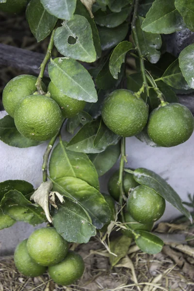 Lemon Tree — Stock Photo, Image