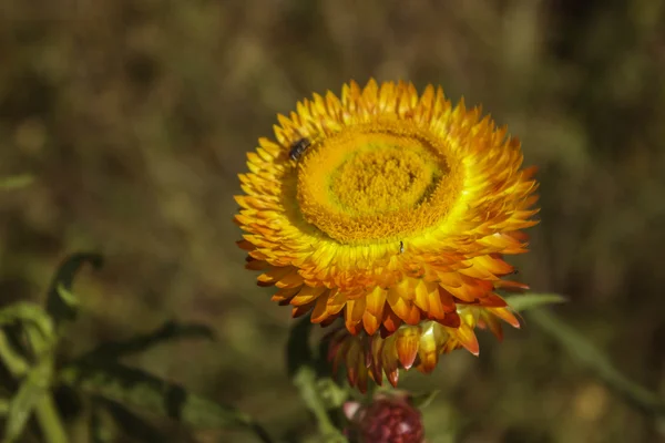 Papierblumen — Stockfoto