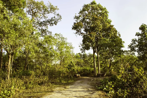 Parque Nacional de Phuhinrongkla, TAILANDIA — Foto de Stock