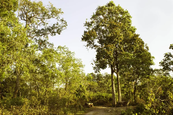 Parque Nacional de Phuhinrongkla, TAILANDIA — Foto de Stock