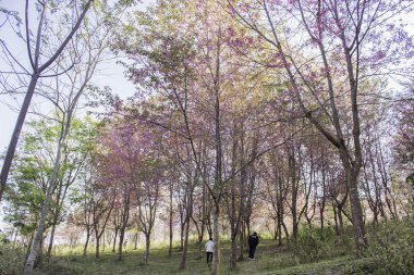 Sakura pembe doğa görünümleri Phuromro: Loei, Thailand
