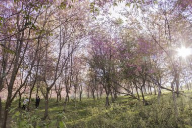 Sakura pembe doğa görünümleri Phuromro: Loei, Thailand