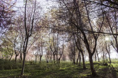 Sakura pembe doğa görünümleri Phuromro: Loei, Thailand