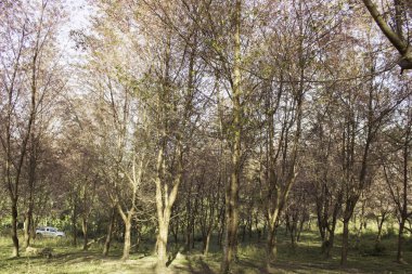 Sakura pembe doğa görünümleri Phuromro: Loei, Thailand