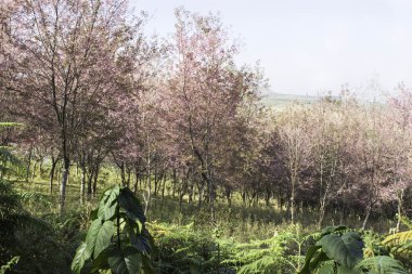 Sakura pembe doğa görünümleri Phuromro: Loei, Thailand