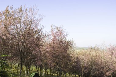 Sakura pembe doğa görünümleri Phuromro: Loei, Thailand