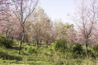 Sakura pembe doğa görünümleri Phuromro: Loei, Thailand