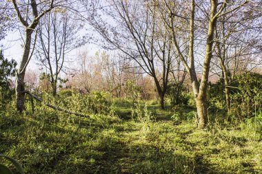 Sakura pembe doğa görünümleri Phuromro: Loei, Thailand