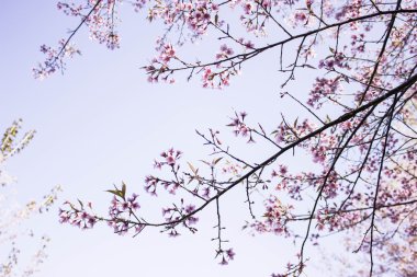 Sakura pembe doğa görünümleri Phuromro: Loei, Thailand