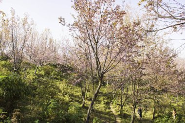 Sakura pembe doğa görünümleri Phuromro: Loei, Thailand