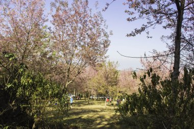 Sakura pembe doğa görünümleri Phuromro: Loei, Thailand