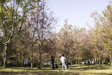 Sakura pembe doğa görünümleri Phuromro: Loei, Thailand