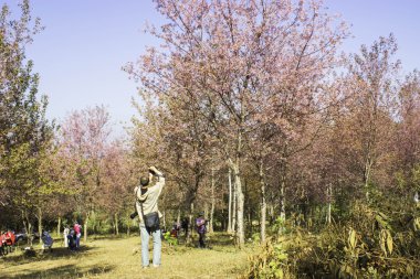 Sakura pembe doğa görünümleri Phuromro: Loei, Thailand