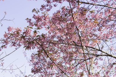 Sakura pembe doğa görünümleri Phuromro: Loei, Thailand