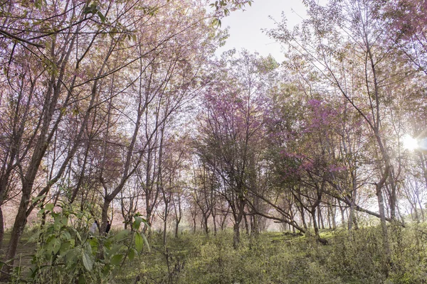 Sakura visualizzazioni della natura rosa in Phuromro Loei, Thailandia — Foto Stock