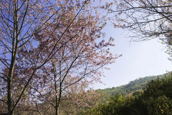 Sakura pembe doğa görünümleri Phuromro: Loei, Thailand — Stok fotoğraf