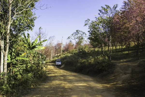 Vistas de la naturaleza rosa Sakura en Phuromro Loei, Tailandia — Foto de Stock