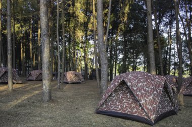 Çam ile çadır