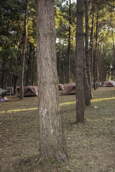 Tenda com pinheiro — Fotografia de Stock