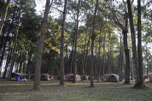 Палатка с сосной — стоковое фото