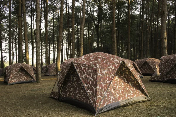 Tent met pine — Stockfoto