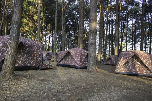 Палатка с сосной — стоковое фото