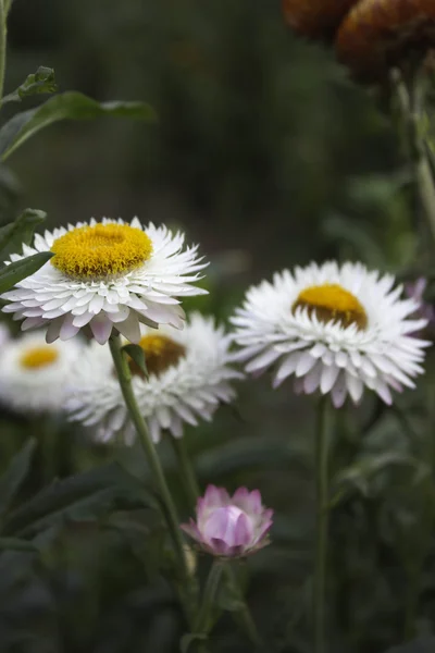 Fleurs en papier — Photo