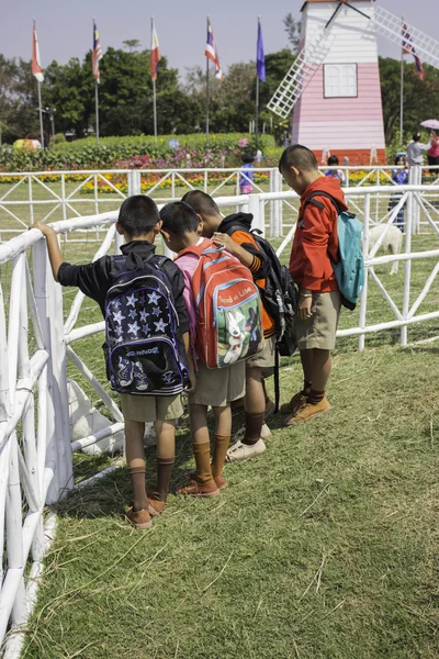 Kids live goats and sheep — Stock Photo, Image