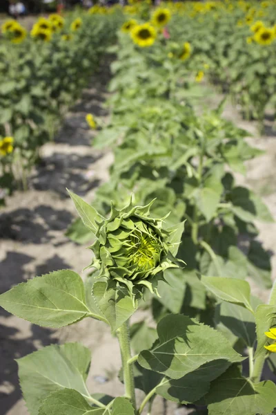 Girasoli gialli — Foto Stock