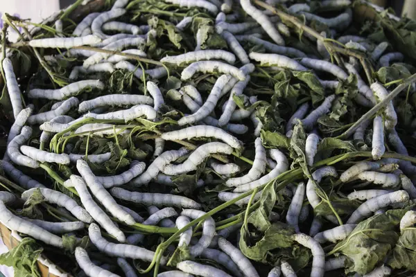 Silkworm mullbär Thailand — Stockfoto