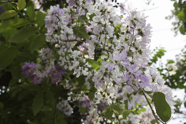 La belleza de las flores púrpuras y blancas . — Foto de Stock