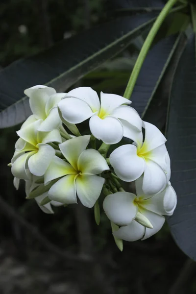 Champa blomma — Stockfoto